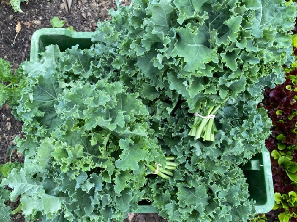 Kale, Curly