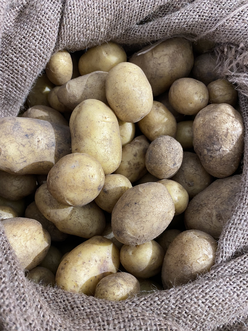 Potato - German Butterball