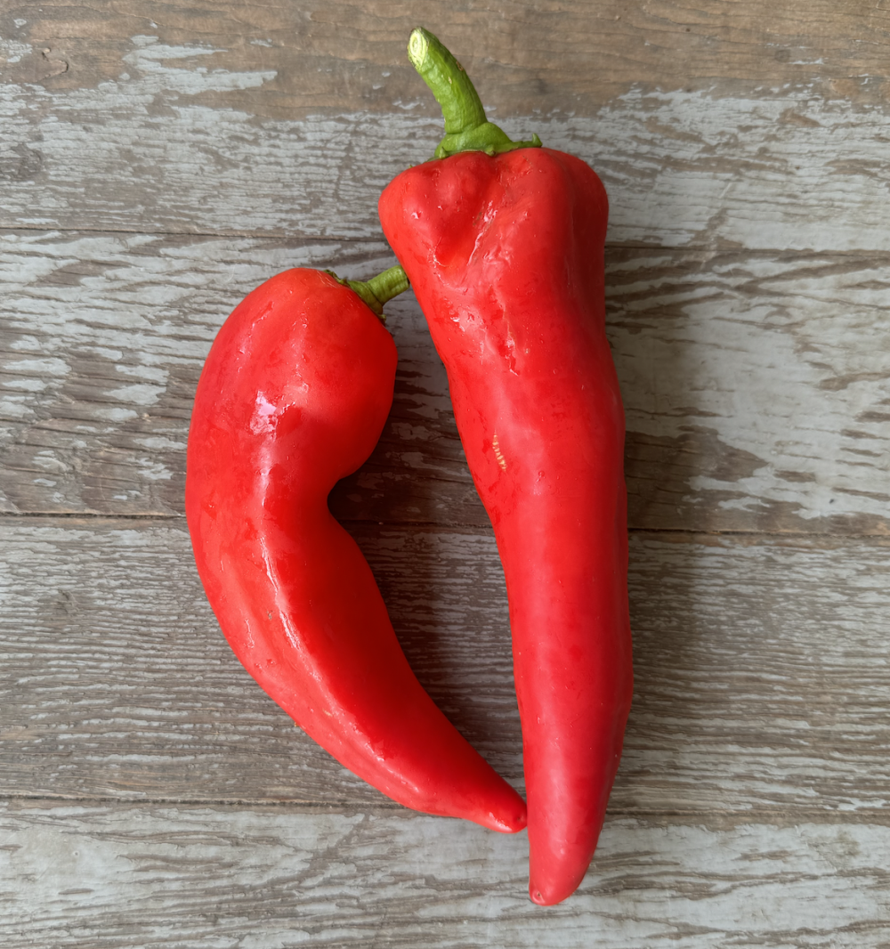 Sweet Red Italian Bullhorn Peppers