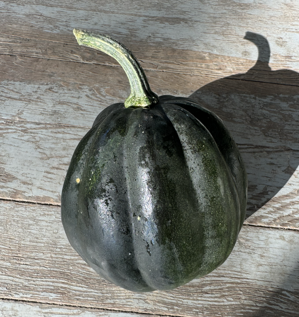 Acorn Squash