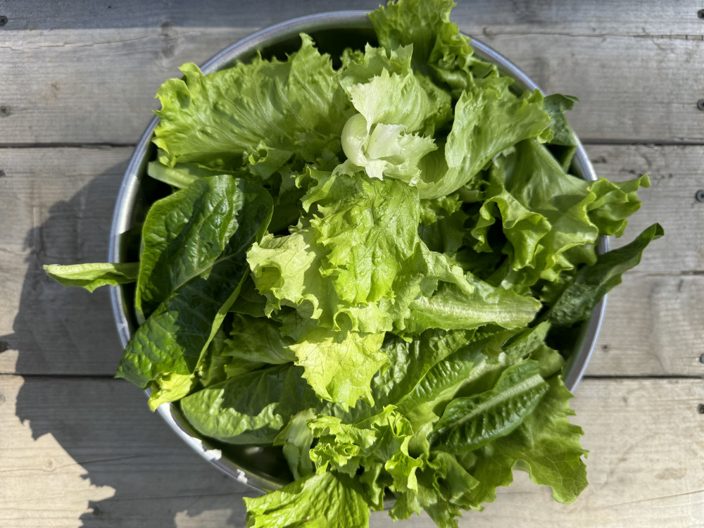 Lettuce - salad mix