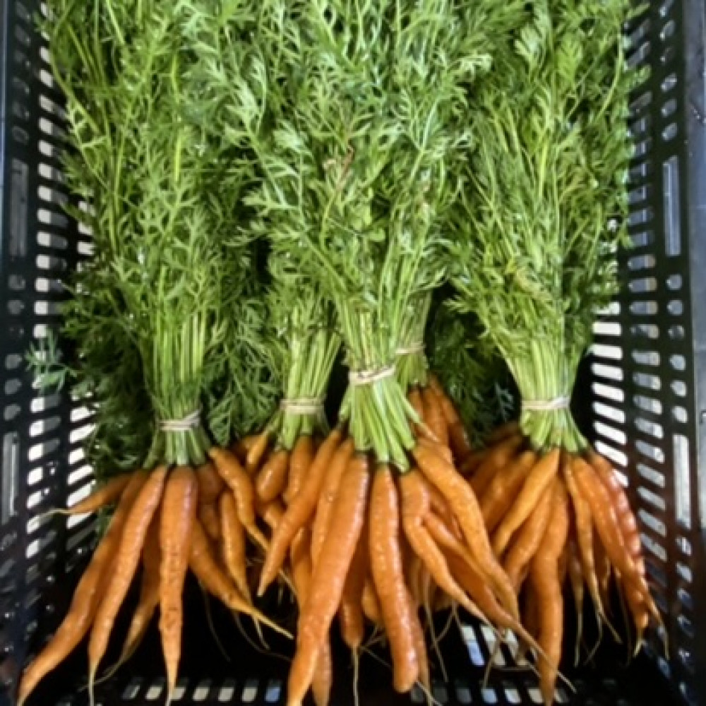 Carrot, bunch