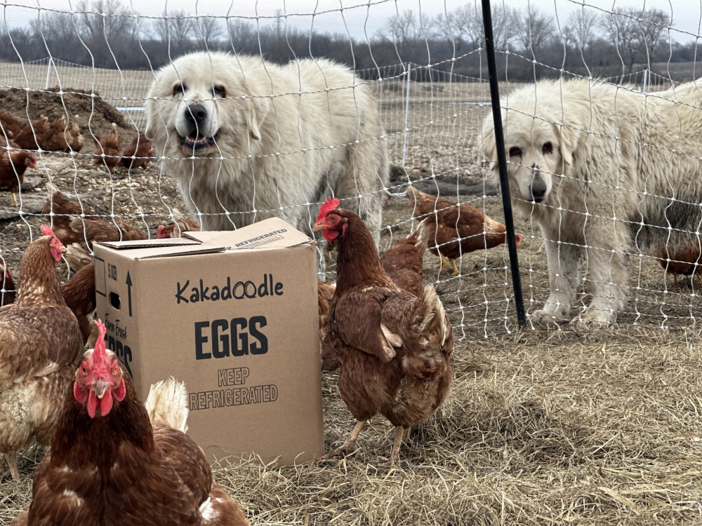 Wholesale Eggs Cartons