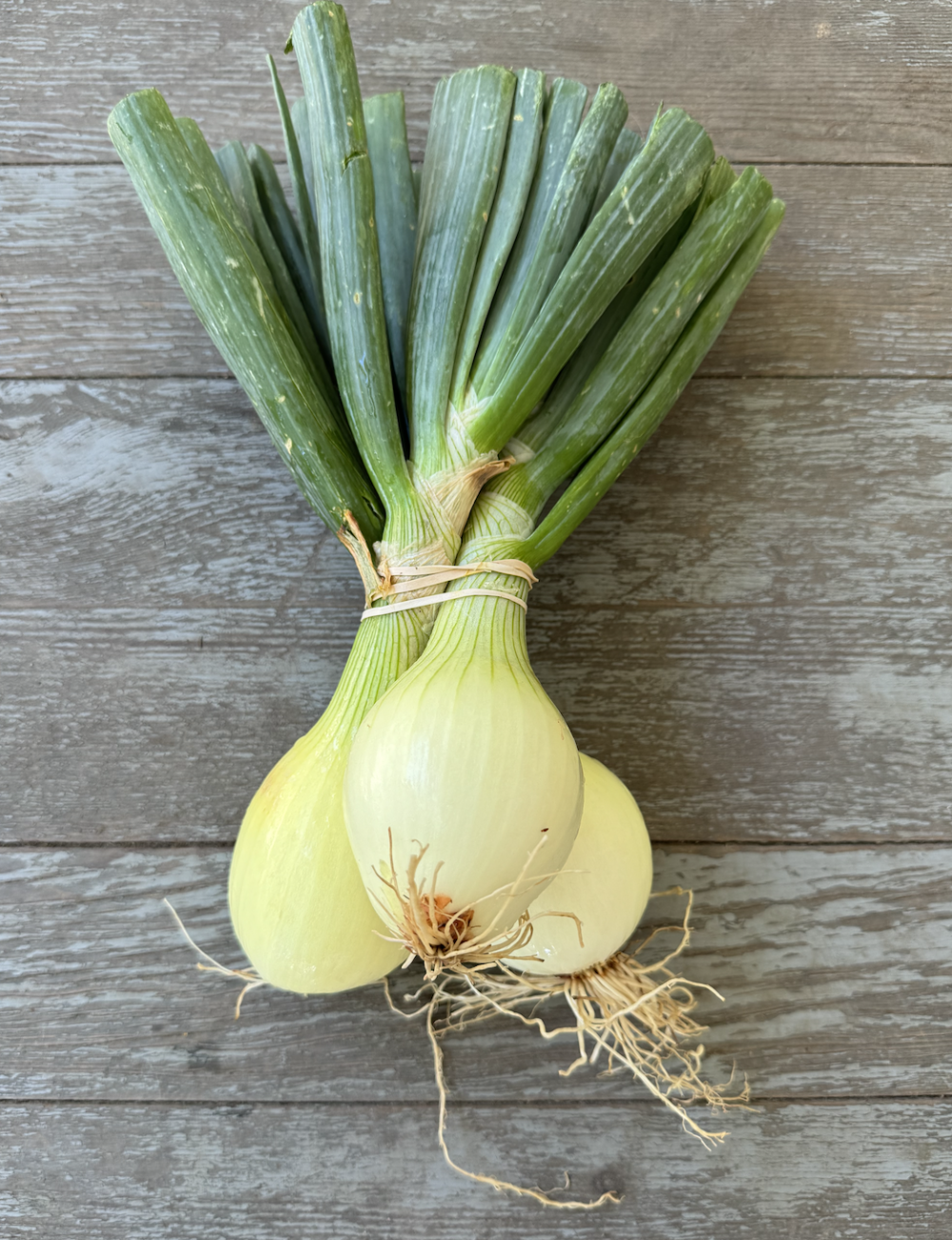 Onions - Knob yellow