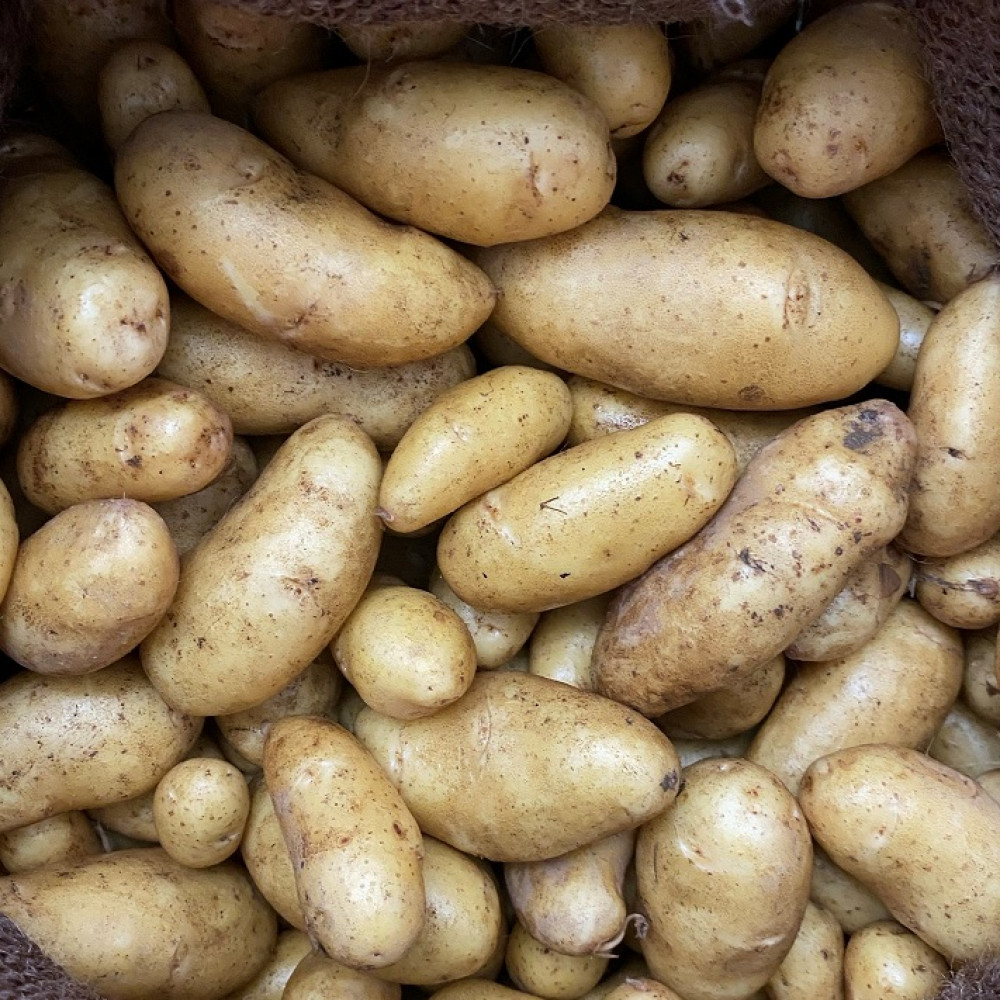 Potatoes - Fingerling