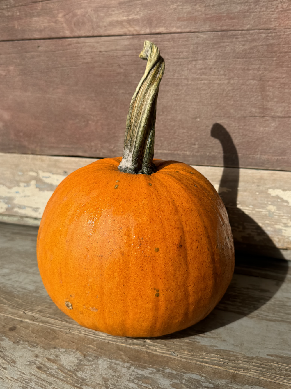 New England Pie Pumpkin