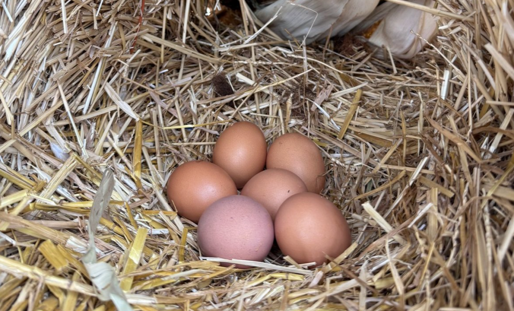 Just-Laid Eggs