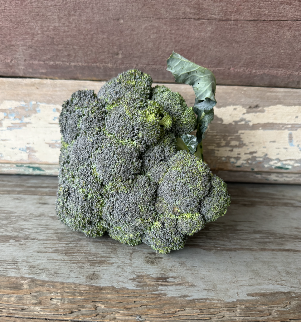 Broccoli