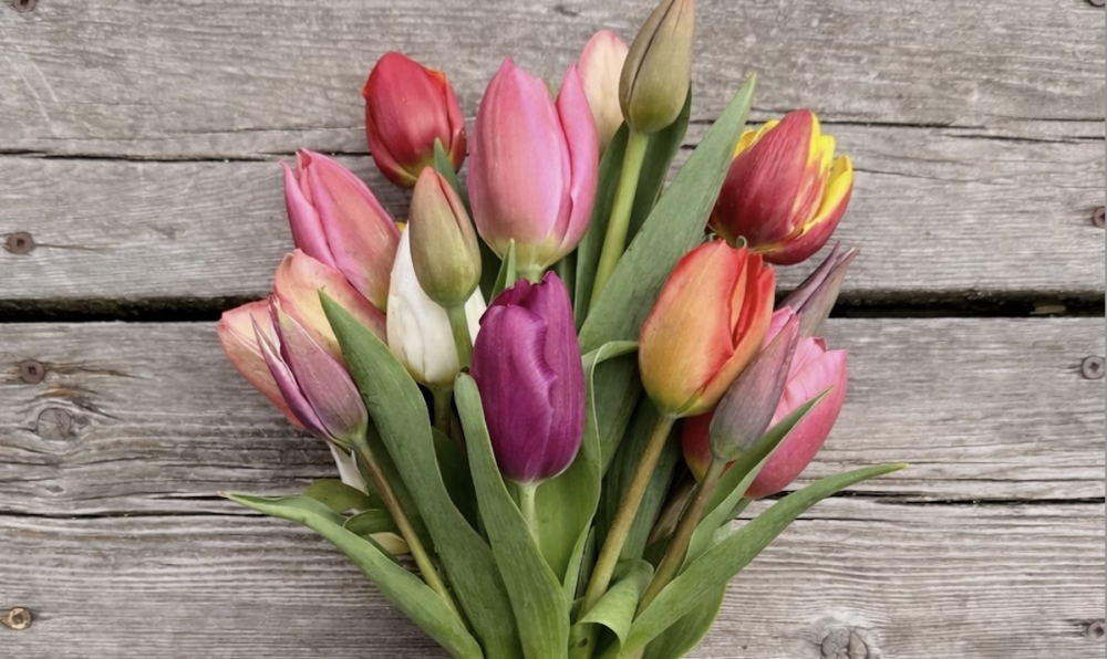 Tulip Bouquet