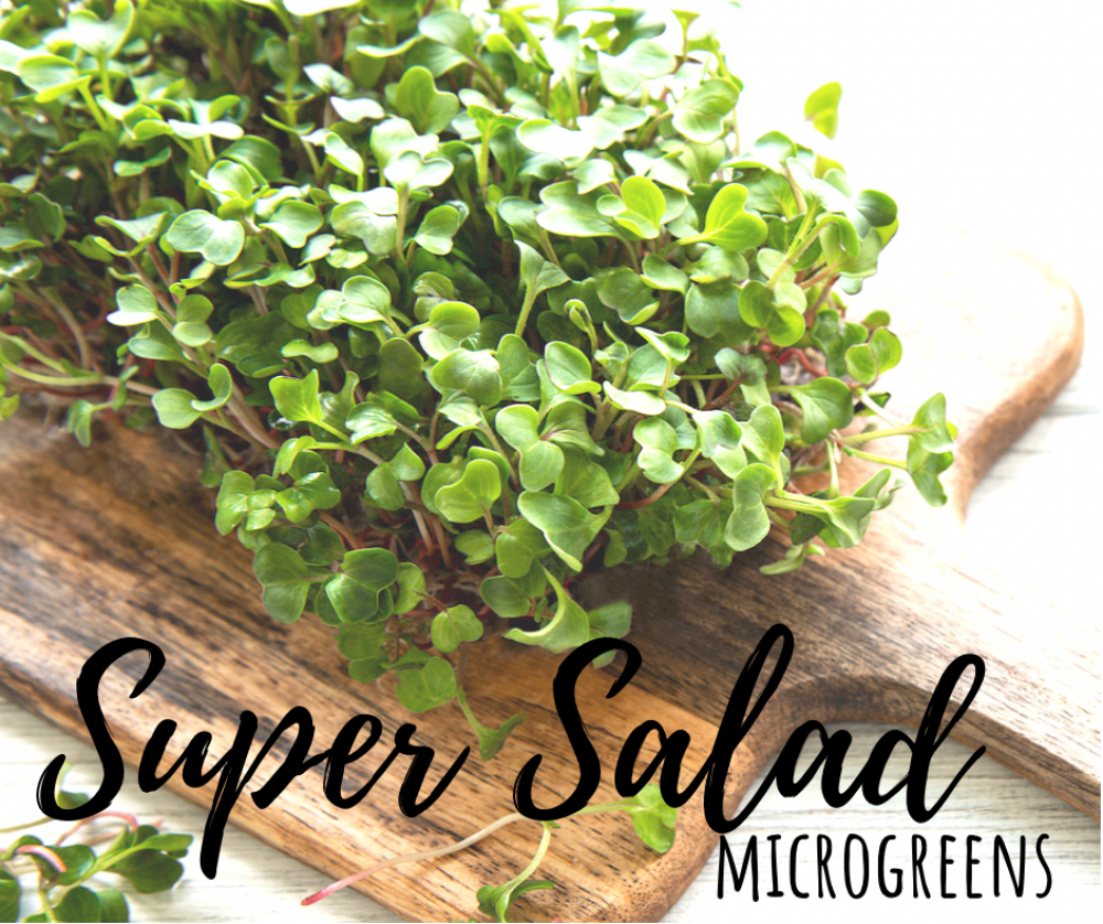 Super Salad Mix Microgreens