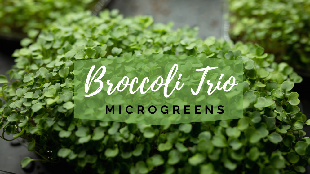 Broccoli Trio