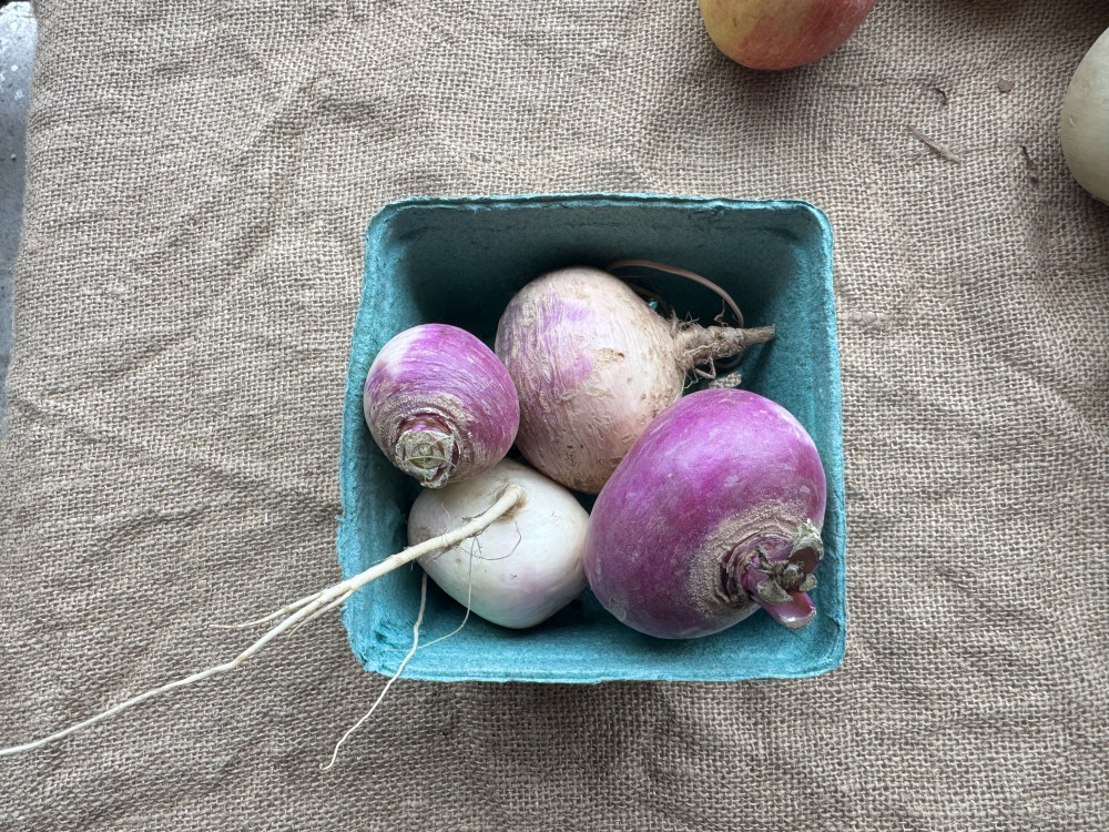 Purple turnip