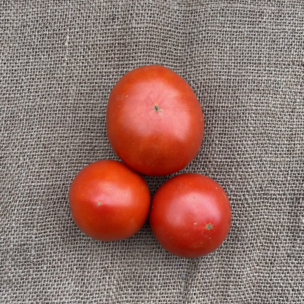Tomato - Red slicer