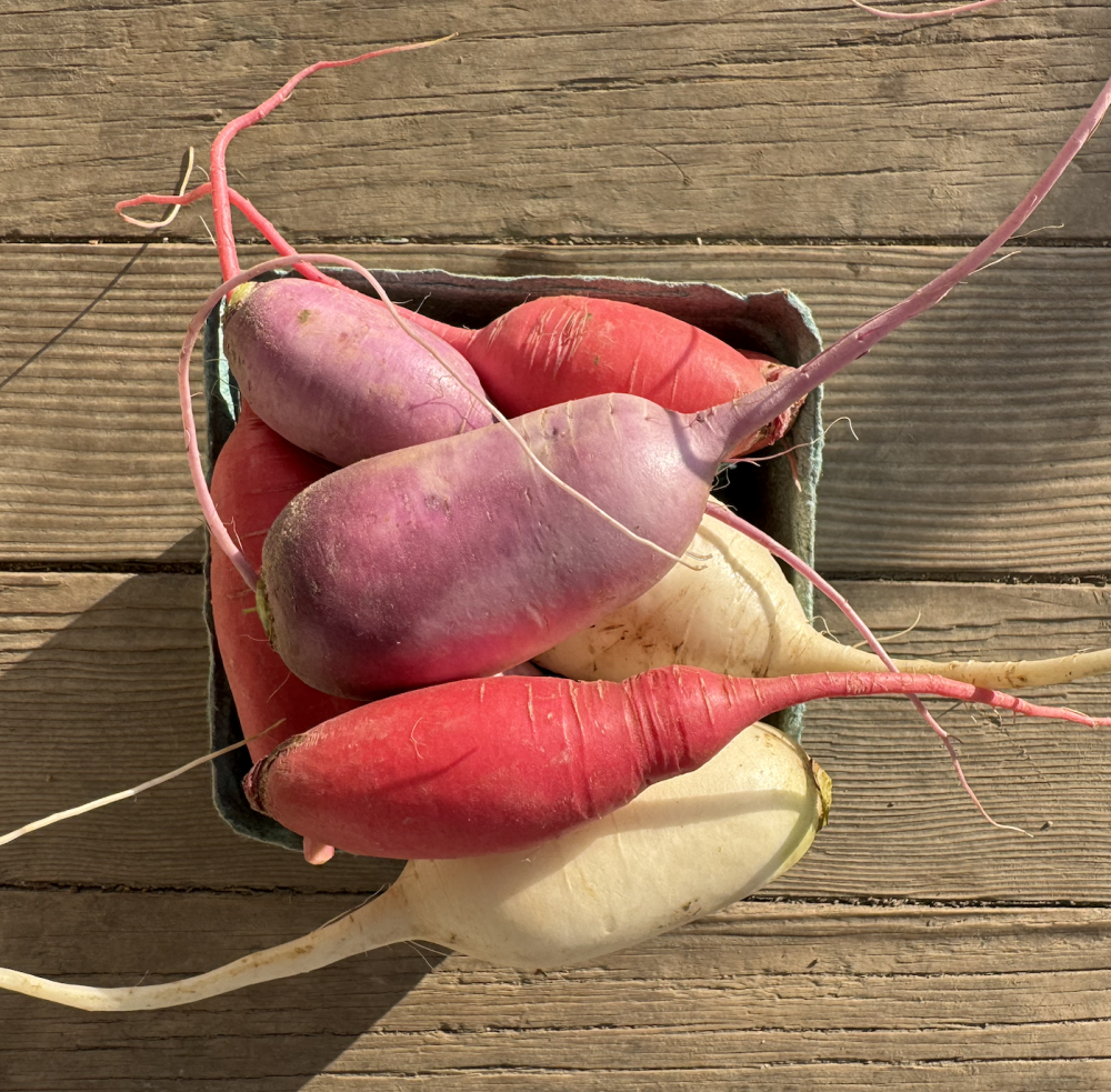 Radishes - winter mix