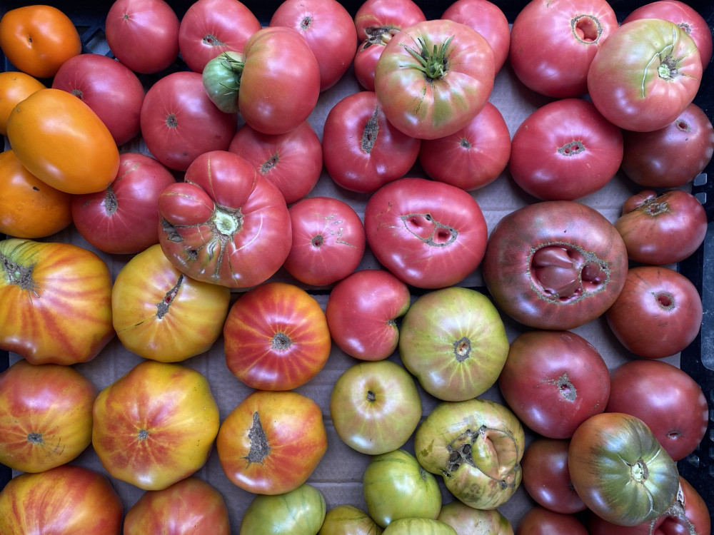 Canner box - Heirloom tomatoes