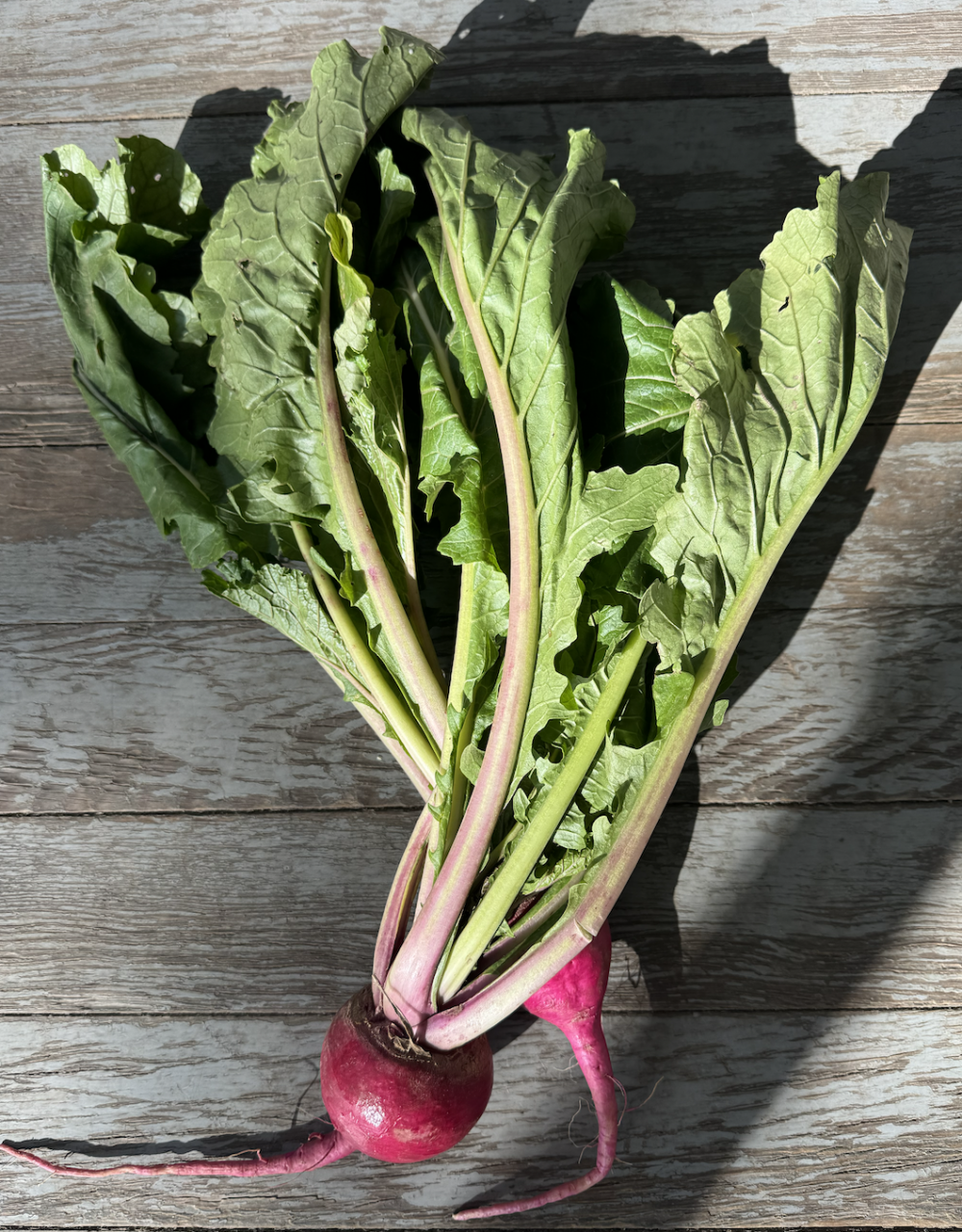 Purple salad Turnips