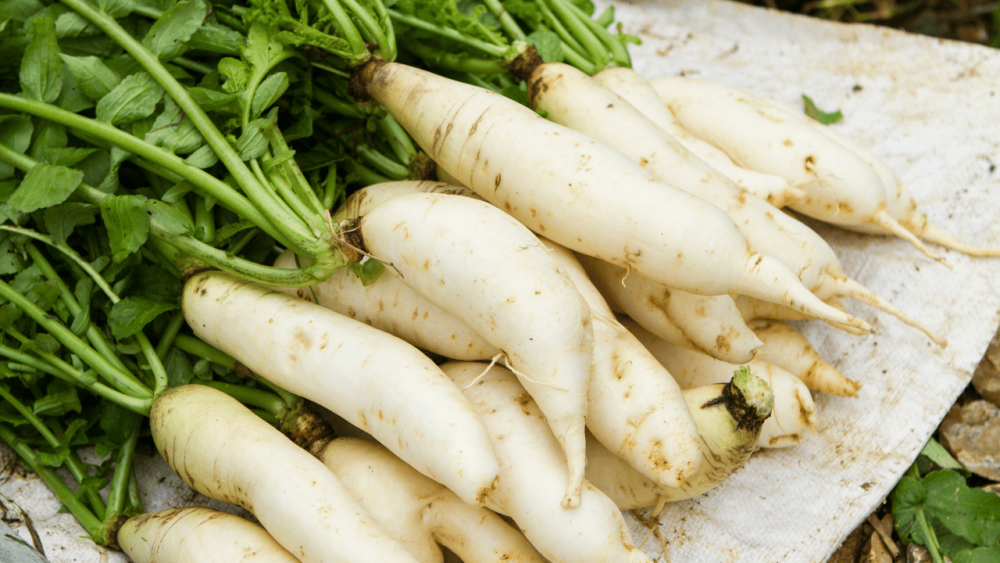 Alpine Radishes