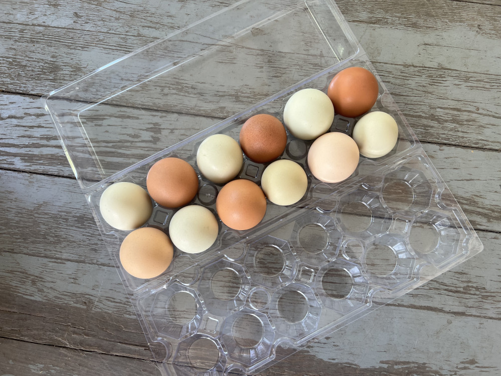 Rainbow Chicken Eggs