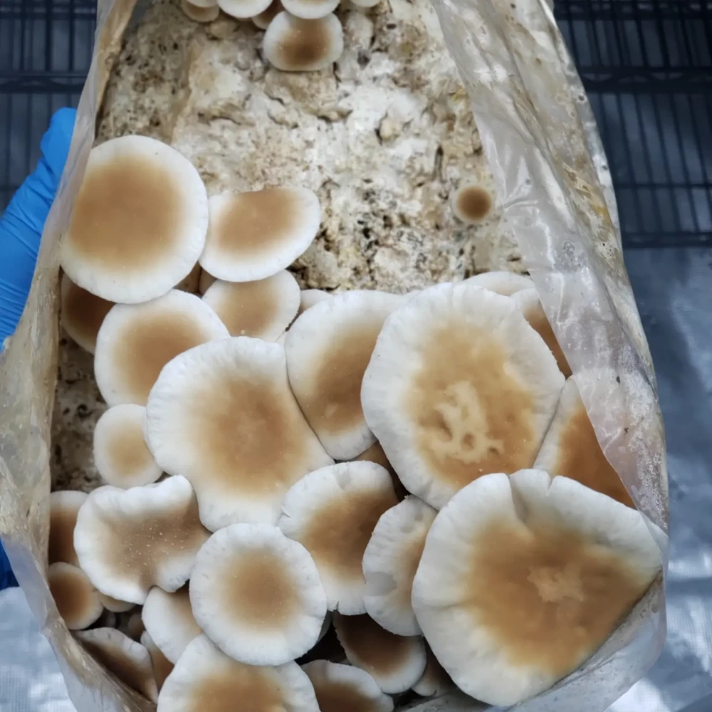 Pioppino Mushroom