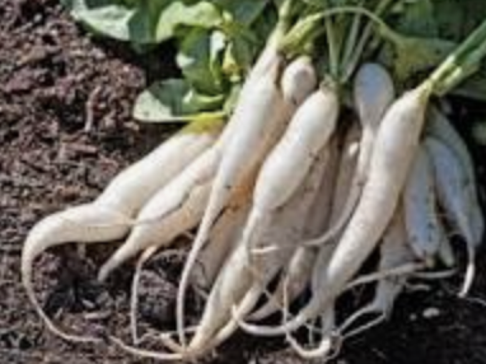 Radishes - winter mix, Alpine variety