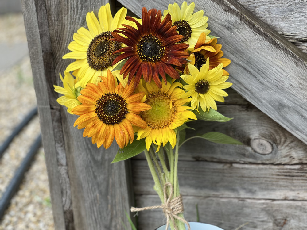 Variety sunflower stems