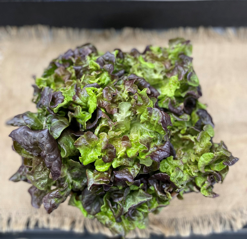 Live Oak Leaf Lettuce Head