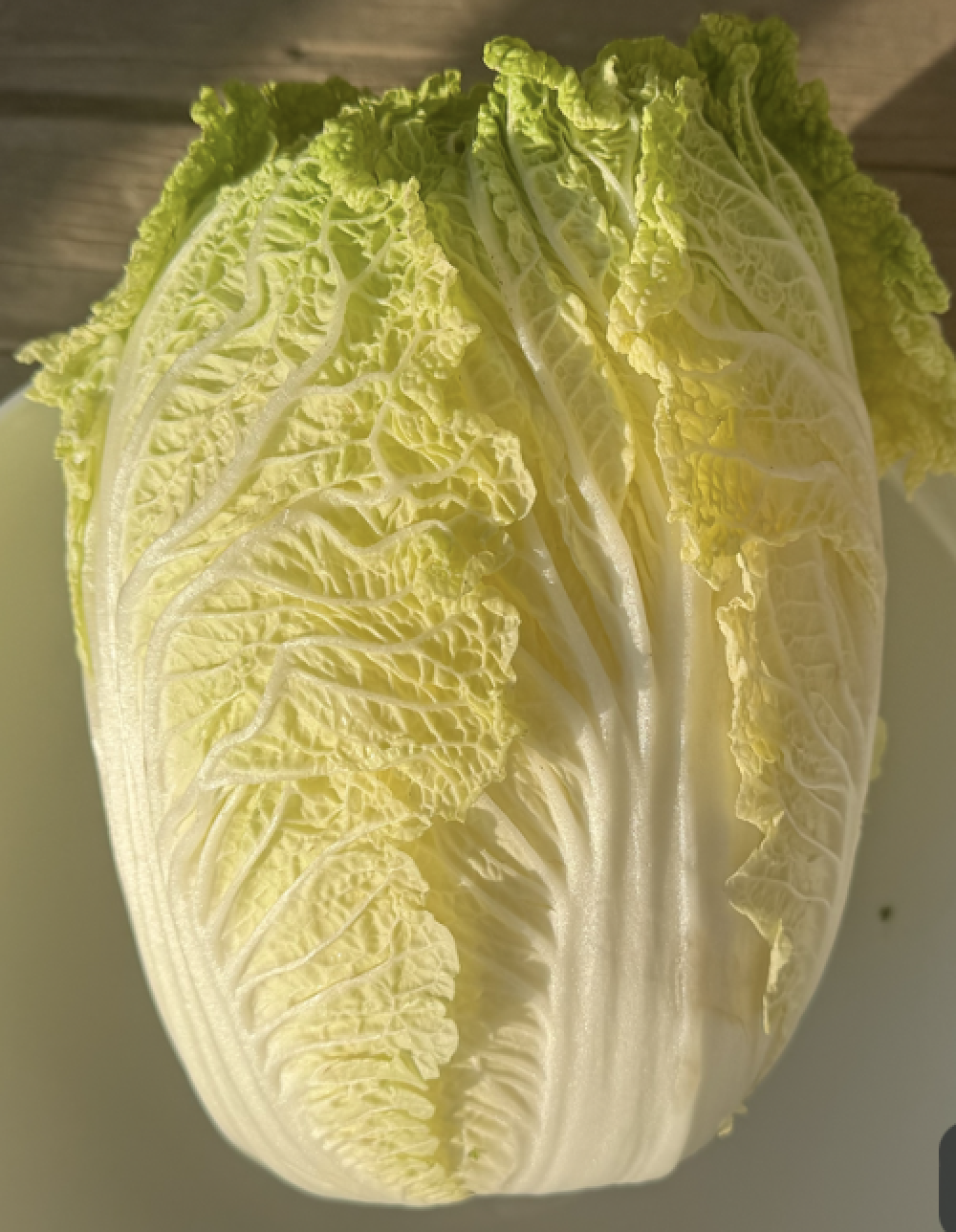 Napa Cabbage