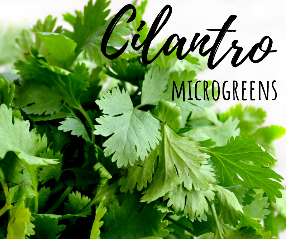 Cilantro Microgreens