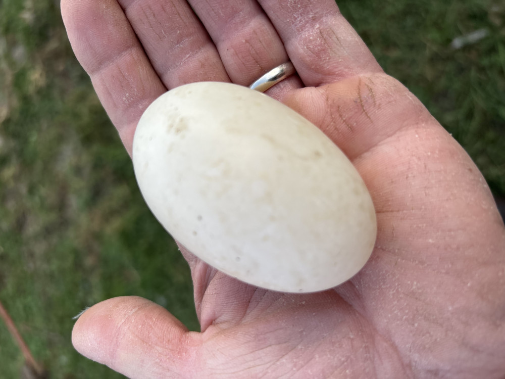 Unwashed duck eggs