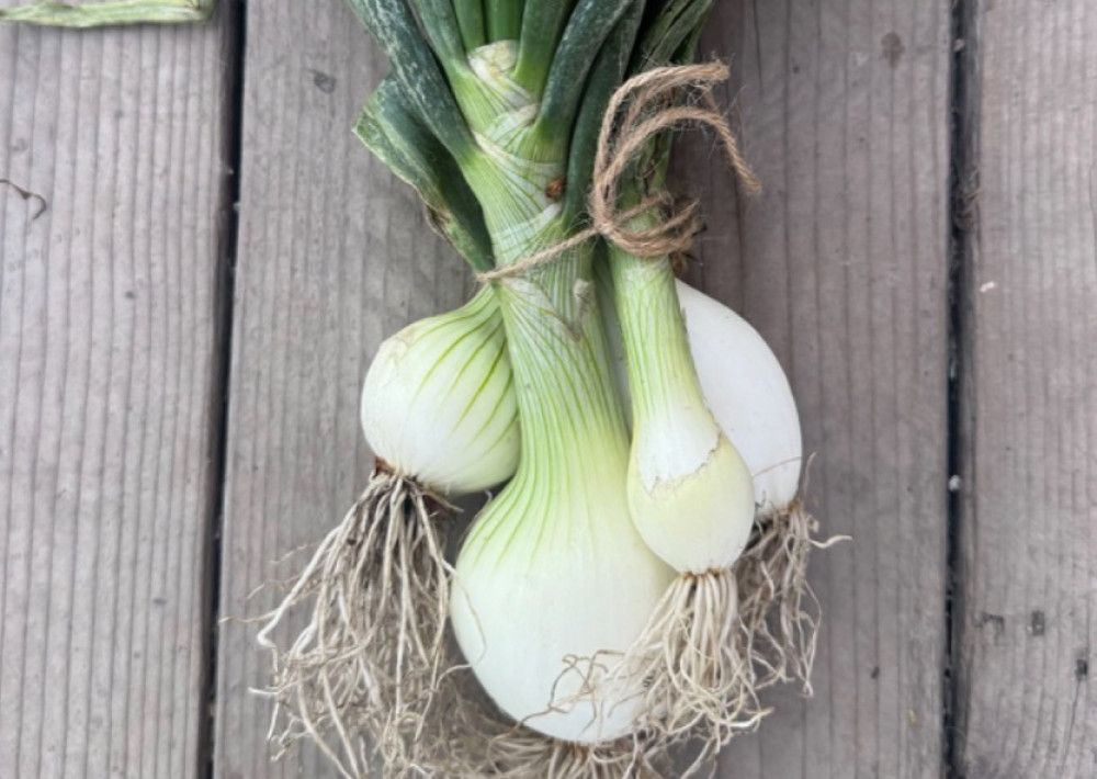 Onion - candy