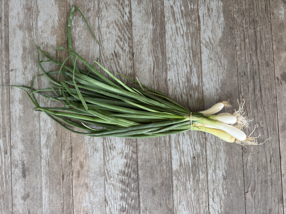 Scallions