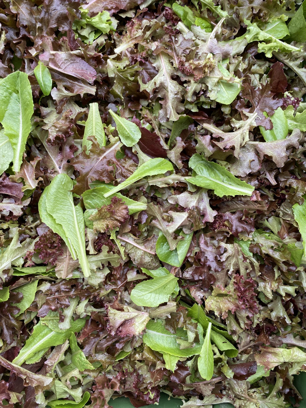 Salad Mix - LARGE