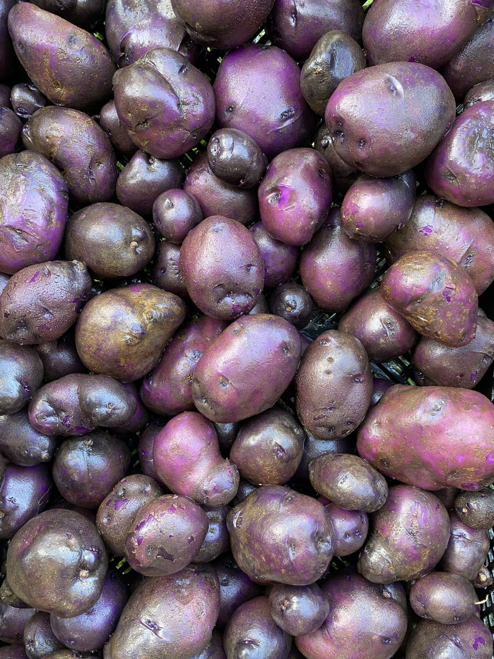 Potato - Purple