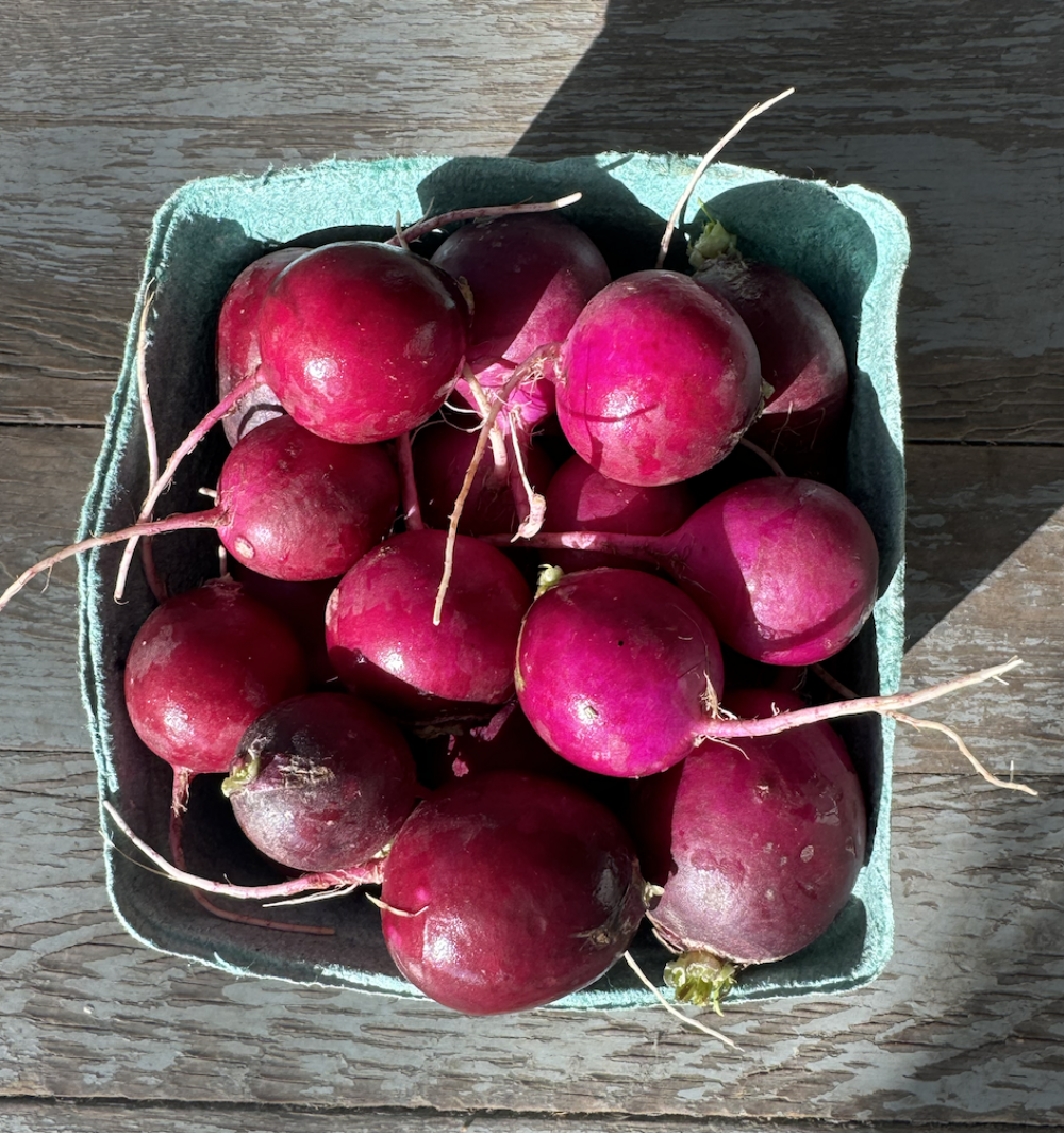 Purple radish