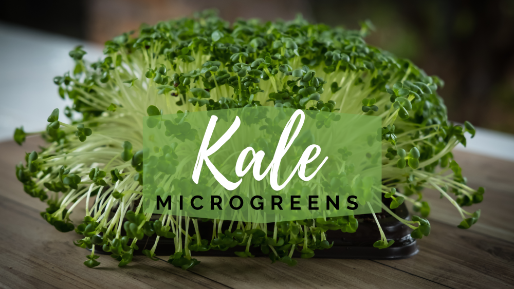 Kale