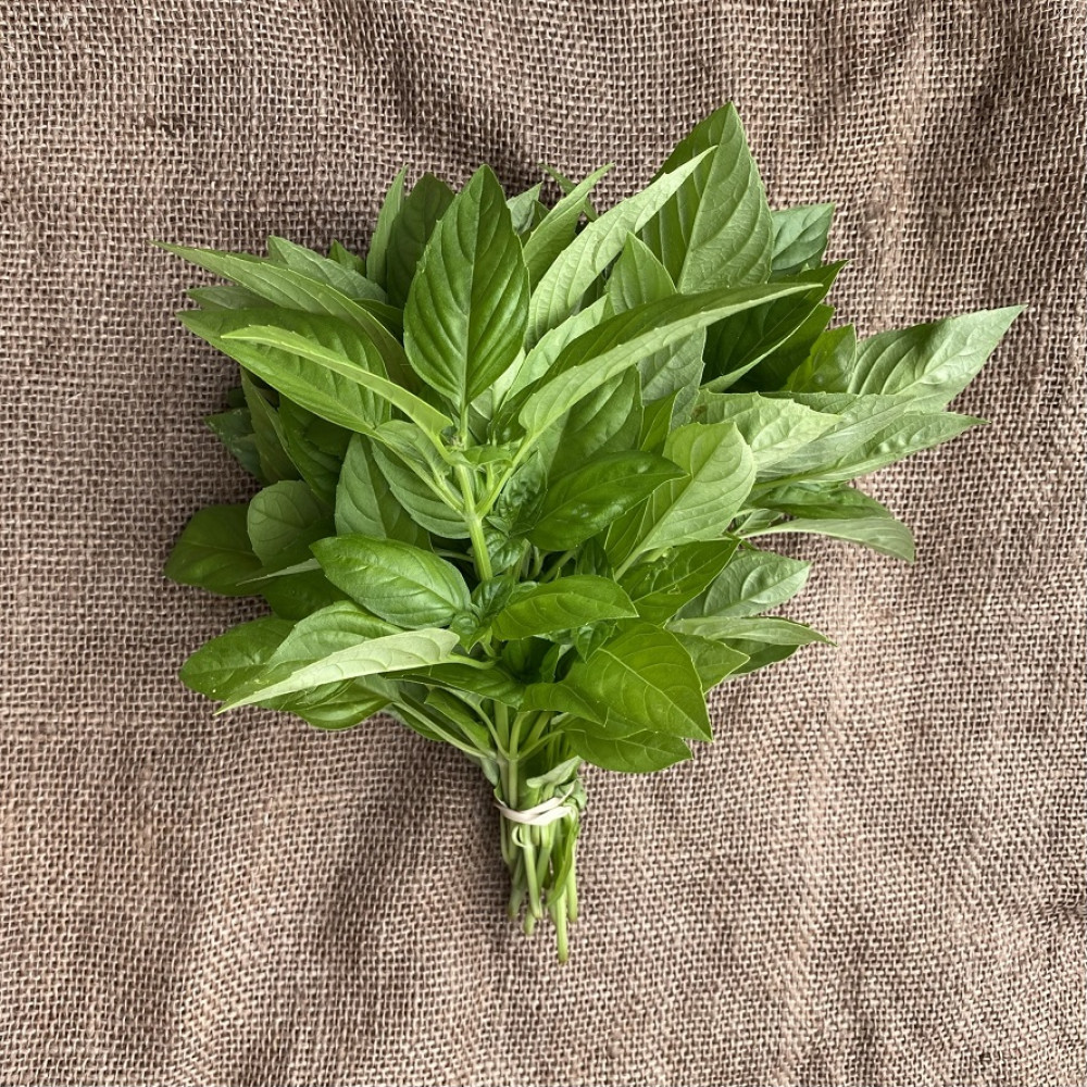 Herb - Basil