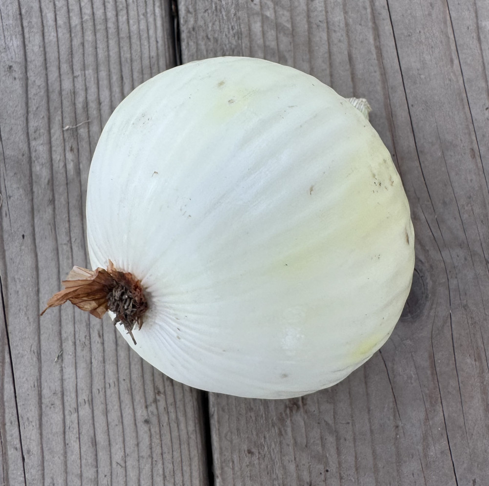 Onion