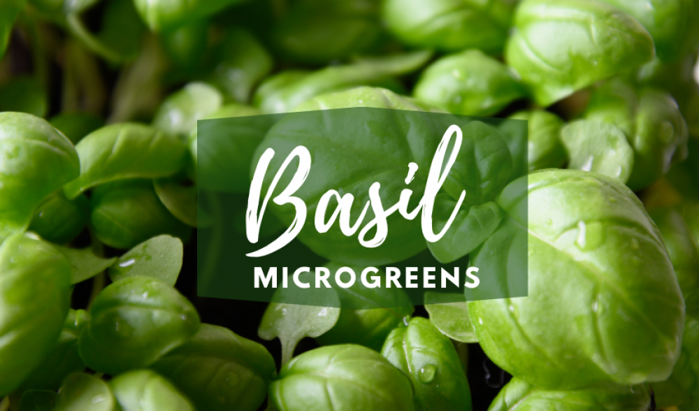 Micro Basil