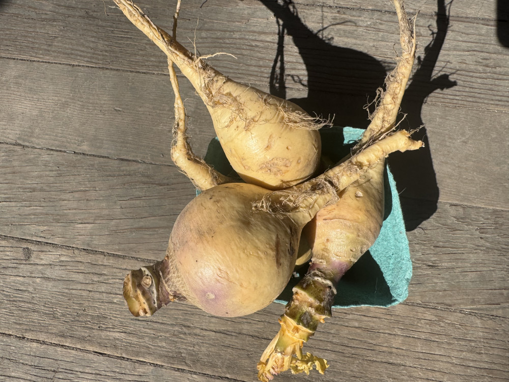 Rutabaga