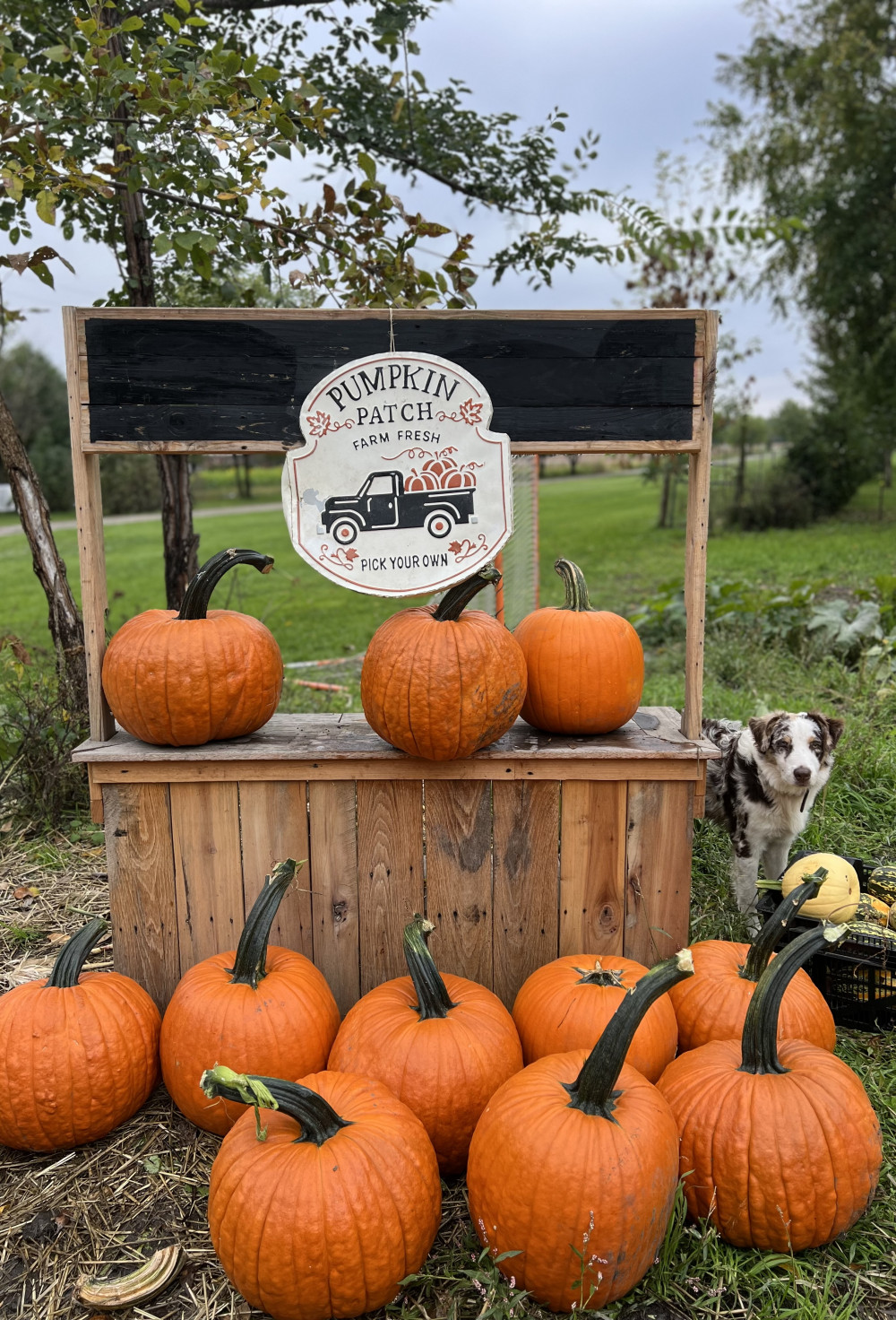 Ginormous Jack-O-Lantern pumpkin 🎃
