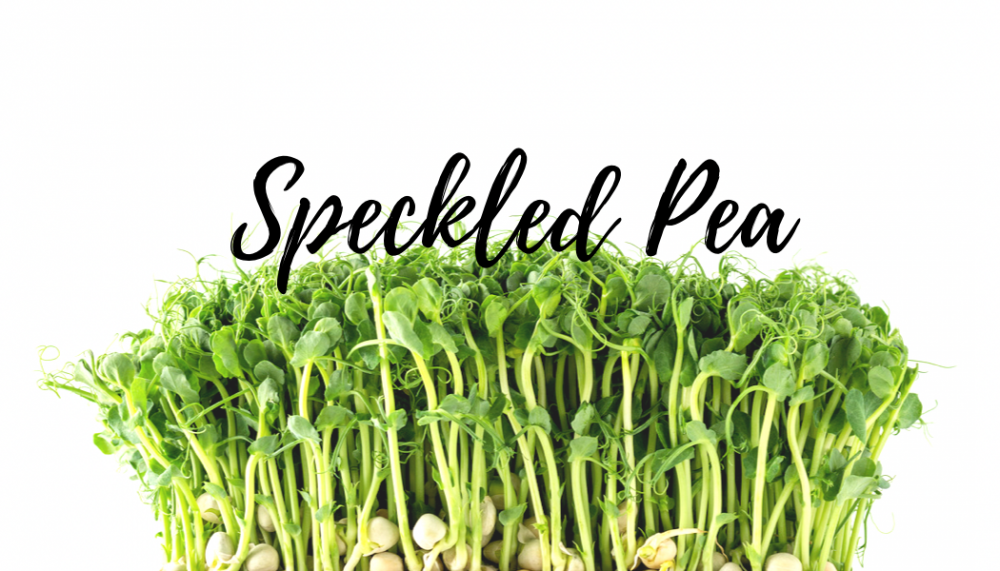 Speckled Green Pea